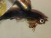 CT Brown Bellydancer Size 1/0