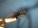 CT Mini Woolly Bugger-Black Size 4