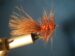 CT Mini Woolly Bugger-Brown Size 4