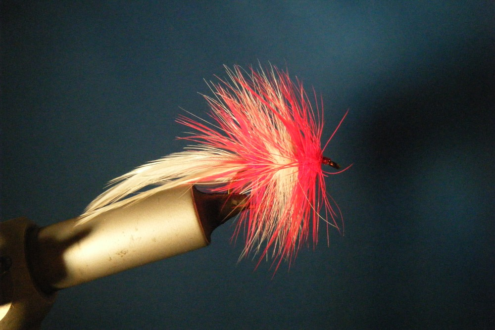 CT Red and White Hackle Fly Size 4