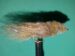 CT Senyo Bluegill Fry Size 10