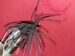 CT White Tailed Pigboat Size 1/0