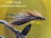 CT Yellow Belly Fry Size Size 6