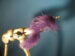BH Zonker Eel-Purple Size 2/0