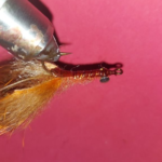 Brown Crayfish Size 2
