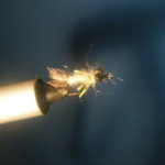 Bug Eye Dragon Size 10