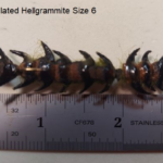 CT Articulated Hellgrammite