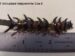 CT Articulated Hellgrammite