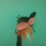 CT Brown Foam Beetle
