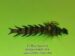 CT Olive Squirrel Hellgrammite