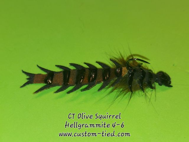 CT Olive Squirrel Hellgrammite