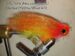 CT Rattlin Amazon Special Orange/Yellow/Olive Size 4/0