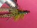Dark Olive Crayfish Size 2