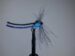 Ext Body Blue Damsel Size 8