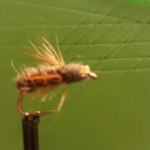 Flat Bodied Dragon Fly Nymph Size 8