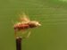 Flat Bodied Dragon Fly Nymph Size 8