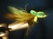 Foam Mini Frog Size 2