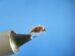 Food Pellet Size 14