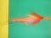 Hot Orange UV 2 oz Size 8/0 Wobblehead