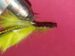 Lt Olive Crayfish Size 2