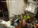 CT Short Hellgrammite Size 6