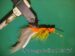 Orange Julius B10S Size 6