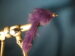 Purple Zonker Eel Size 2/0