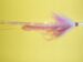 White UV 2 oz Size 8/0 Wobblehead